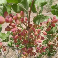 فروش ومعاوضه باغ پسته زیرقیمت|فروش زمین و ملک کلنگی|مرودشت, مجد آباد|دیوار