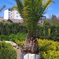 درخت فینیکس