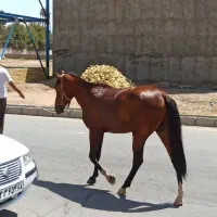 کره اسب نریان|اسب و تجهیزات اسبسواری|نظرآباد, رسالت|دیوار
