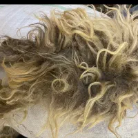 پشم گوسفندی (یون) ۱۵ کیلو تمیز بزرگ