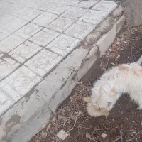 سگ پا کوتاه ماده|سگ|بناب, |دیوار