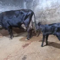 حیوانات.مزرعه