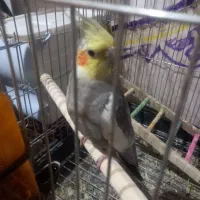 عروس هلندی نر و ماده