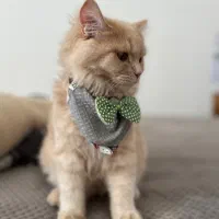 گربه پرشین ۹  ماه|گربه|بندرعباس, |دیوار