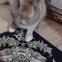 خرگوش‌نر‌