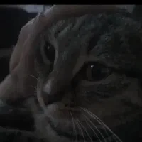 گربه خانگی پیدا شده