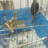 عروس هلندی|پرنده|تبریز, |دیوار