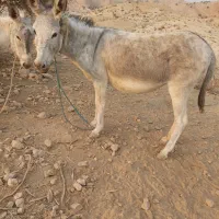 خر باری