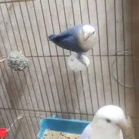 طوطی برزیلی|پرنده|مسجد سلیمان, |دیوار