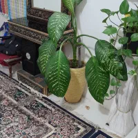 گل طبیعی|گل و گیاه طبیعی|مشهد, شهید قربانی|دیوار