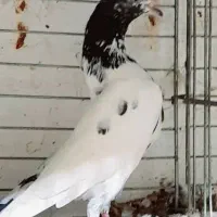 کبوتر پاکستانی|پرنده|اصفهان, ارغوانیه|دیوار