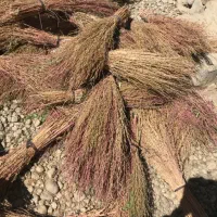 جارو محلی درجه یک|لوازم نظافت|زاغه, |دیوار