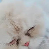 پرشین ماده شناسنامه دار