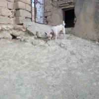 پاکوتاه فروشی ماده|سگ|تکاب, |دیوار