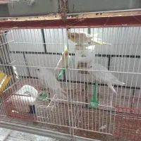 عروس و طوطی