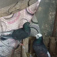 ۵تاکبوتر فروشی