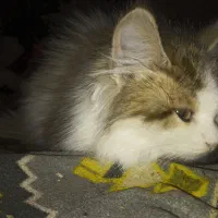 واگذاری گربه سفید پرشین|گربه|زابل, |دیوار