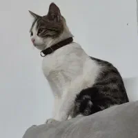 گربه گمشده با قلاده|گربه|گنبد کاووس, |دیوار