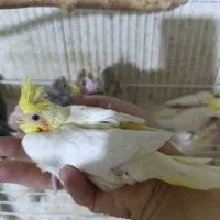 عروس هلندی سرلاکی نرمخور دونخور دستی نرماده بالغ|پرنده|شیراز, شهرک صدا و سیما|دیوار