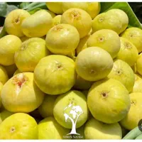 فروش درخت انجیر و نارنج ثمری