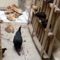 مرغ بانیمچه