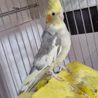 عروس هلندی جفت با قفس وسایل