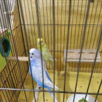 جفت مرغ عشق اسپانگل|پرنده|کرمان, |دیوار