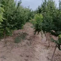 باغ ویلا ۵۰۰۰ متر نزدیک ویلاهای پزشکان در کلاکوب|فروش خانه و ویلا|مشهد, کلاکوب|دیوار