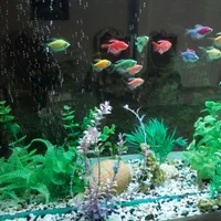 آکواریوم ۷۰×۳۰ ارتفاع ۶۰ واقع در علم و صنعت|ماهی|تهران, علم و صنعت|دیوار