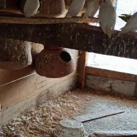 فروش چند جفت کوتوله سفید