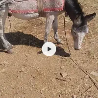 قاطر و الاغ|حیوانات مزرعه|شاهرود, |دیوار