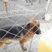 یک قلاده ژرمن. اصل باهوش|سگ|شهریار, شهریار|دیوار