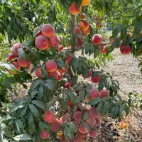 نهال سیب و ارقام مختلف میوه‌ها|خدمات باغبانی و درختکاری|مراغه, |دیوار