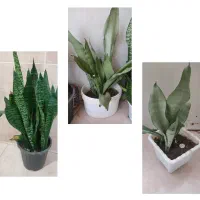 گل های زیبا آپارتمانی|گل و گیاه طبیعی|بسطام, |دیوار