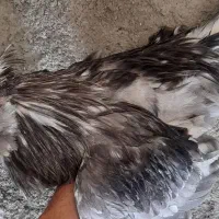 طوسی بدون غلط|حیوانات مزرعه|فارسان, |دیوار