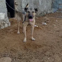 توله ۱۲ماهه سرابی اصیل