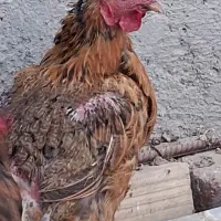 مرغ بالغ جوجه و نیمچه و خروس|حیوانات مزرعه|زاهدان, |دیوار