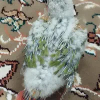 جوجه گرنچیگ سرلاکی آناناسی|پرنده|سبزوار, خسروجرد|دیوار