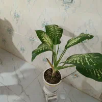 گل اپارتمانی