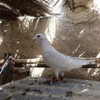 یک جفت الماسی نرماده بشرط تخم‌وجوجه