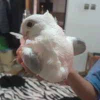 کبوتر پاپری زیبا