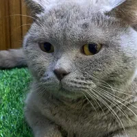 اسکاتیش لیلاک به علت مهاجرت|گربه|تهران, گیشا|دیوار