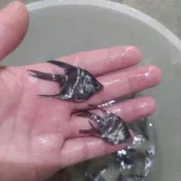 ماهی آکواریومی|ماهی|سبزوار, پیام|دیوار