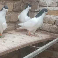 کبوترشصتی نر