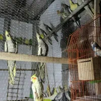 فروش انواع عروس هلندی ومرغ عشق|پرنده|لاهیجان, امیرشهید|دیوار