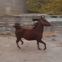 کره شجره دار|اسب و تجهیزات اسب‌سواری|فولادشهر, زاینده رود|دیوار