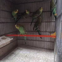 مرغ عشق و سهره