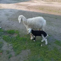 گوسفند با بره|حیوانات مزرعه|سیمین شهر, |دیوار