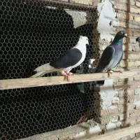 کفتر شهرستانی|پرنده|ری, شهید غیوری (ابن باویه)|دیوار