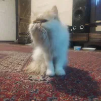 گربه پرشین|گربه|شیراز, انجیره|دیوار